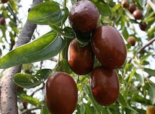 陜西延安狗頭棗